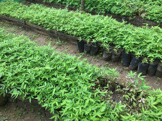 Market research study: unlocking opportunities for the private sector in Nepal