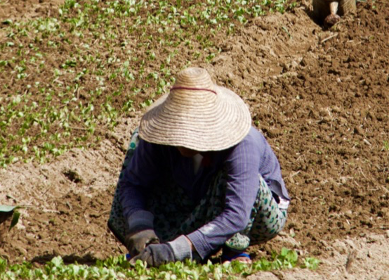 Market Systems Development Fund Consultancy, Myanmar