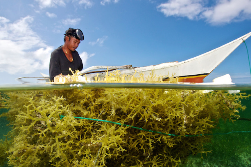 Nutraceutical and carbon global markets industry analysis 2015-2020, and opportunity assessment 2021-2031